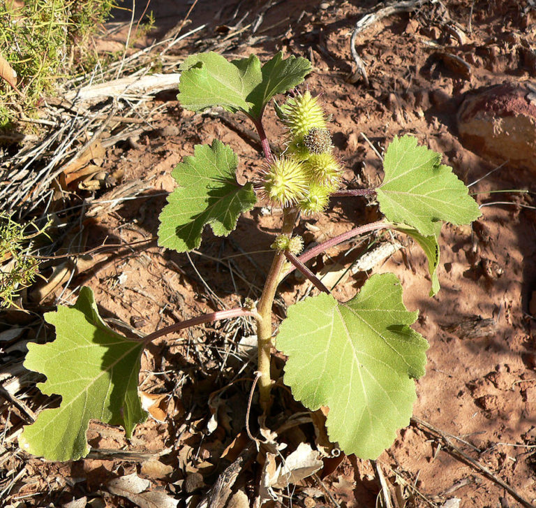 Xanthium_strumarium_4 UAHistory